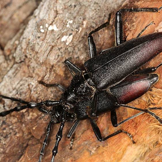 Cerambyx cerdo in der Tierwelt Herberstein