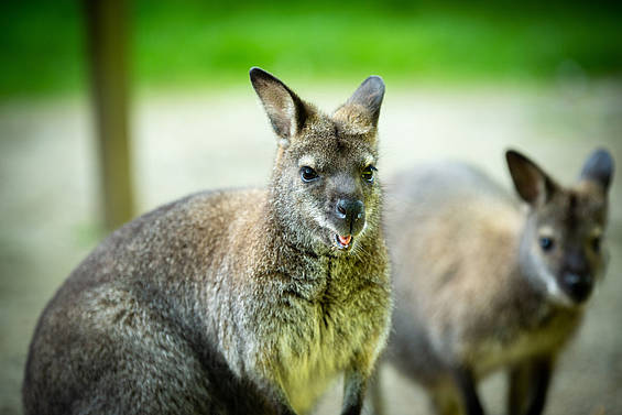 Kangaroo in der Tierwelt Herberstein