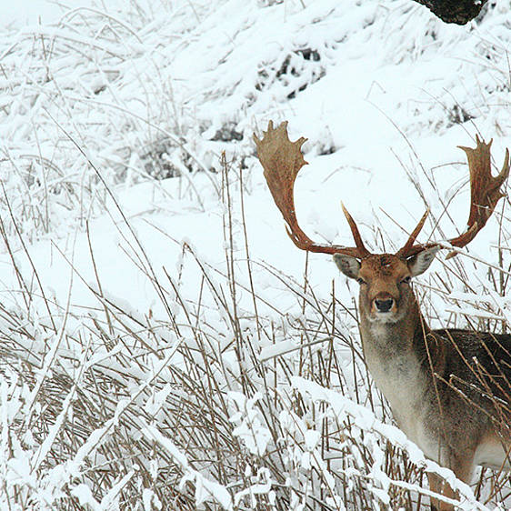 Damhirsch