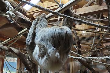 Faultier Baby in der Tierwelt Herberstein