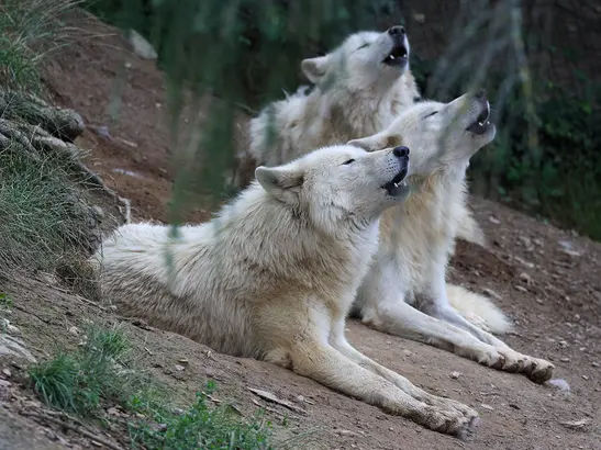 Herbersteiner Vollmondfest