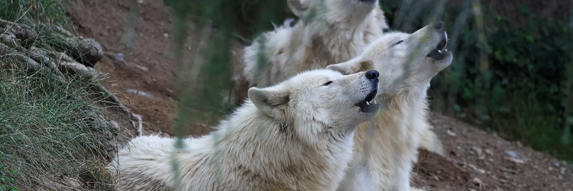 Hudson Bay Wölfe heulen in der Tierwelt Herberstein.
