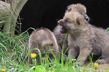 Wolfbaby steht auf allen Vieren in der Tierwelt Herberstein