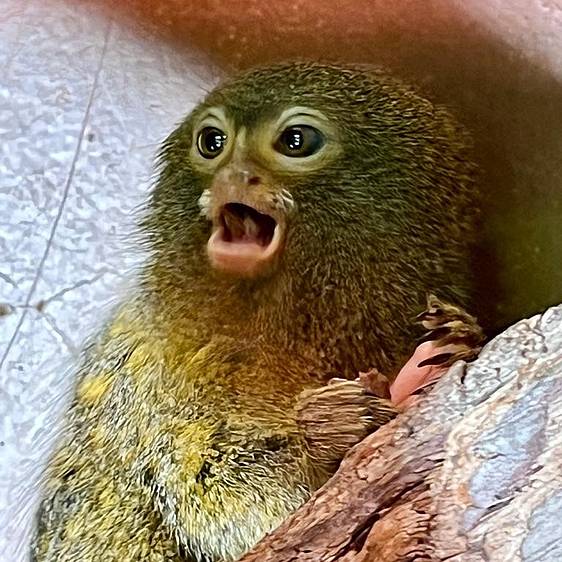 Zwergseidenäffchen in der Tierwelt Herberstein