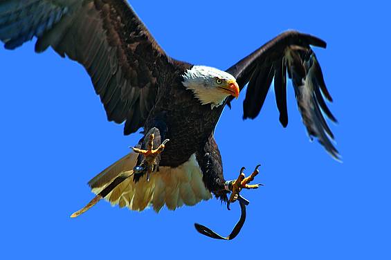 Weißkopfseeadler auf der Riegersburg