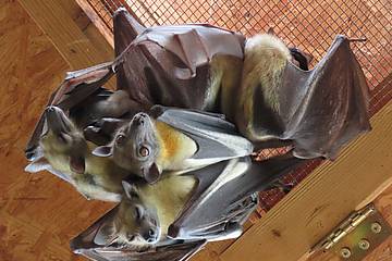 Nachwuchs bei den Palmenflughunden in der Tierwelt Herberstein