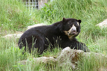 Brillenbär in der Tierwelt Herberstein