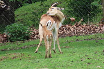 Tierbabys in der Steiermark