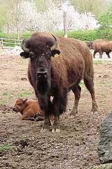 Bisonkalb in der Tierwelt Herberstein