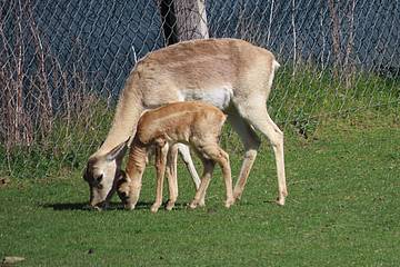 Hirschziegenantilope in der Tierwelt Herberstein