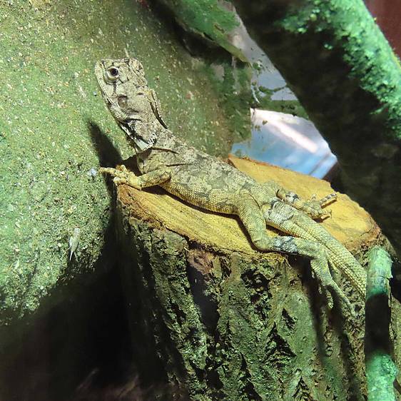 Neugiereige Kragenechse in der Tierwelt Herberstein