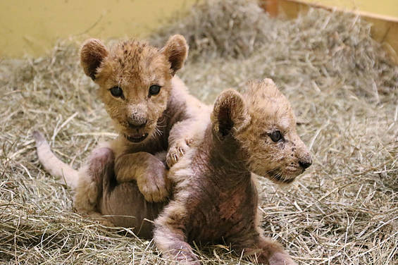 Kleine Löwen in der Tierwelt Herberstein