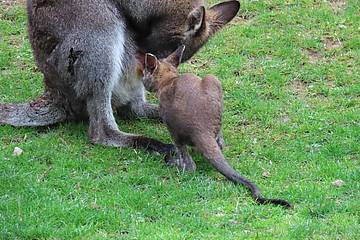 Baby Känguru mit Mama in der Tierwelt Herberstein
