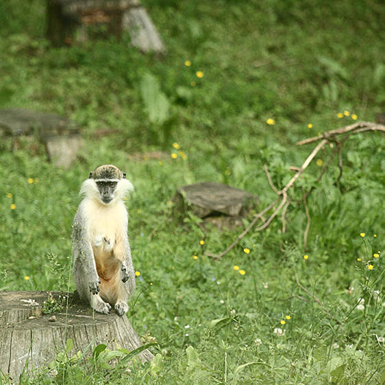 Grüne Meerkatze