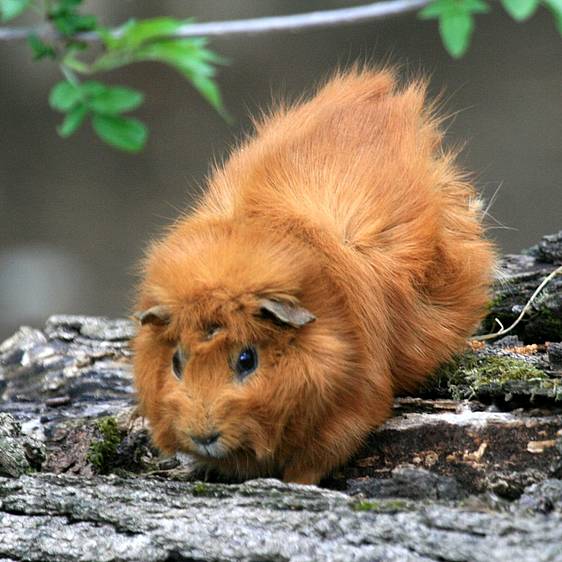 Meerschweinchen