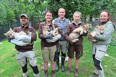 Tierpfleger und Tierarzt mit Polarwölfen in der Tierwelt Herberstein