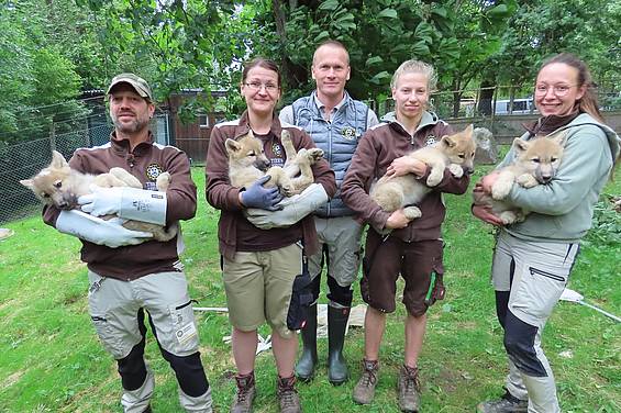 Tierpfleger und Tierarzt mit Polarwölfen in der Tierwelt Herberstein