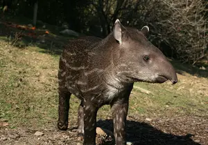 Flachland Tapir in der Steiermark