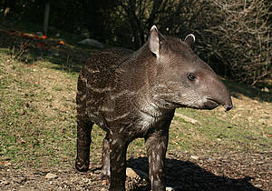 Flachland Tapir in der Steiermark