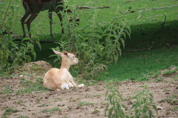 Tierbabys in der Steiermark