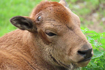 Bison Baby im Portait in der Tierwelt Herberstein