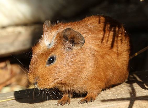 Meerschweinchen im Streichelzoo in der Tierwelt Herberstein