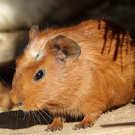 Meerschweinchen im Streichelzoo in der Tierwelt Herberstein