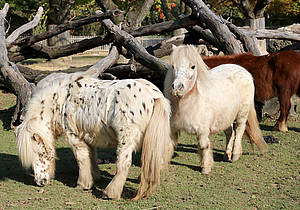 Mini-Appaloosa