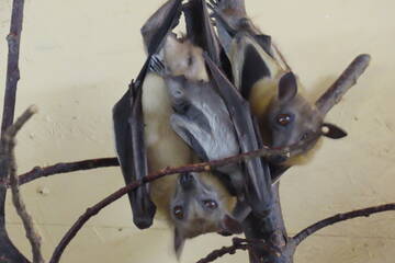 Tierbabys in der Steiermark