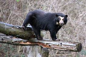 Brillenbär Dame Sumaco als neue Gefährtin von HuBÄRt in der Tierwelt Herberstein