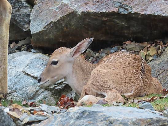 Babyboom in der Tierwelt Herberstein