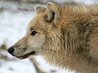 Hudson Bay Wolf