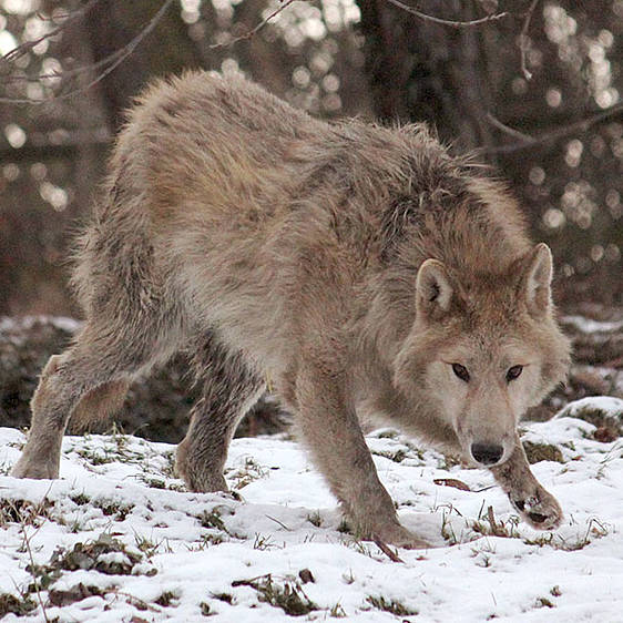 Hudson Bay Wolf