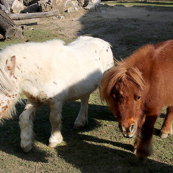 Mini-Appaloosa