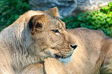 Лев в мире животных Герберштейна