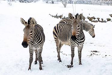 Zebras der Tierwelt Herberstein im Winter