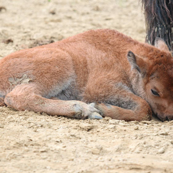 Bison