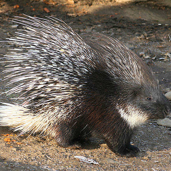 Weißschwanz-Stachelschwein