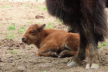 Bisonkalb in der Tierwelt Herberstein
