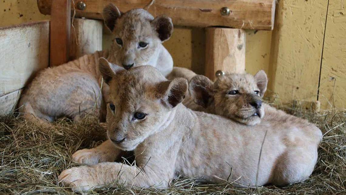Löwenbabys kuscheln in der Tierwelt Herberstein