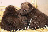 Mähnenwolf Babys in der Tierwelt Herberstein