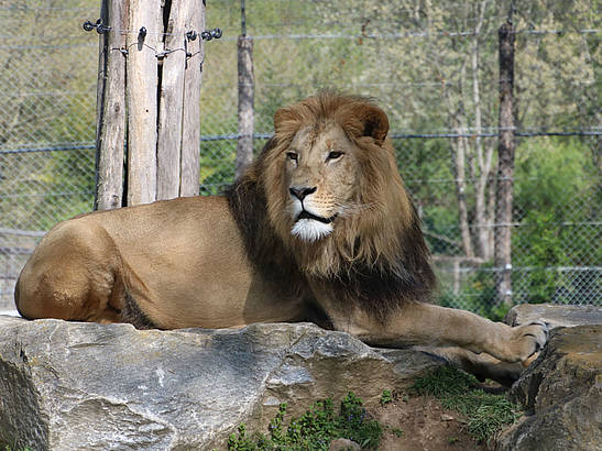 weitere Informationen zum Löwentagebuch von Papa Caesar im Blog der Tierwelt Herberstein