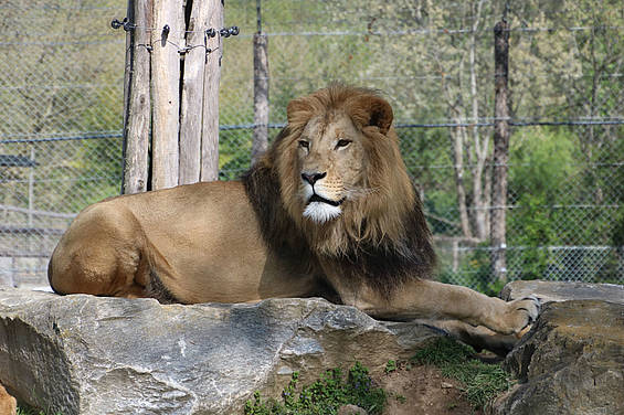 Löwe Caesar in der Tierwelt Herberstein