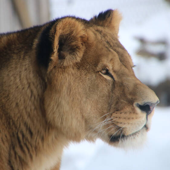 Afrikanischer Löwe in der Steiermark