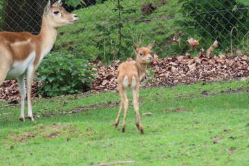 Tierbabys in der Steiermark