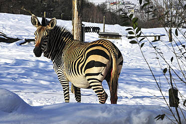 Zebra im Winter in der Tierwelt Herberstein