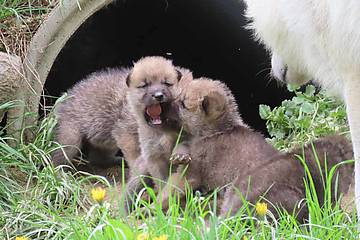 Wolfbaby am Gähnen in der Tierwelt Herberstein