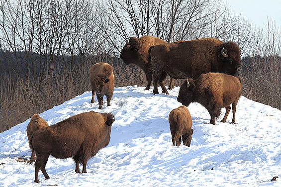 Bison im Winter