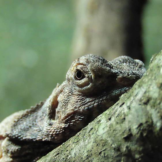 Kopf einer Kragenechse in der Tierwelt Herberstein