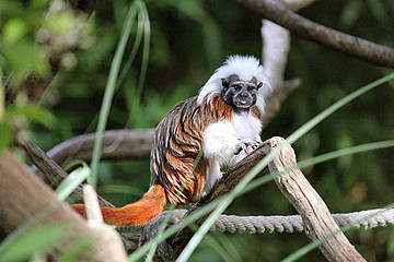 Lisztaffe in der Tierwelt Herberstein